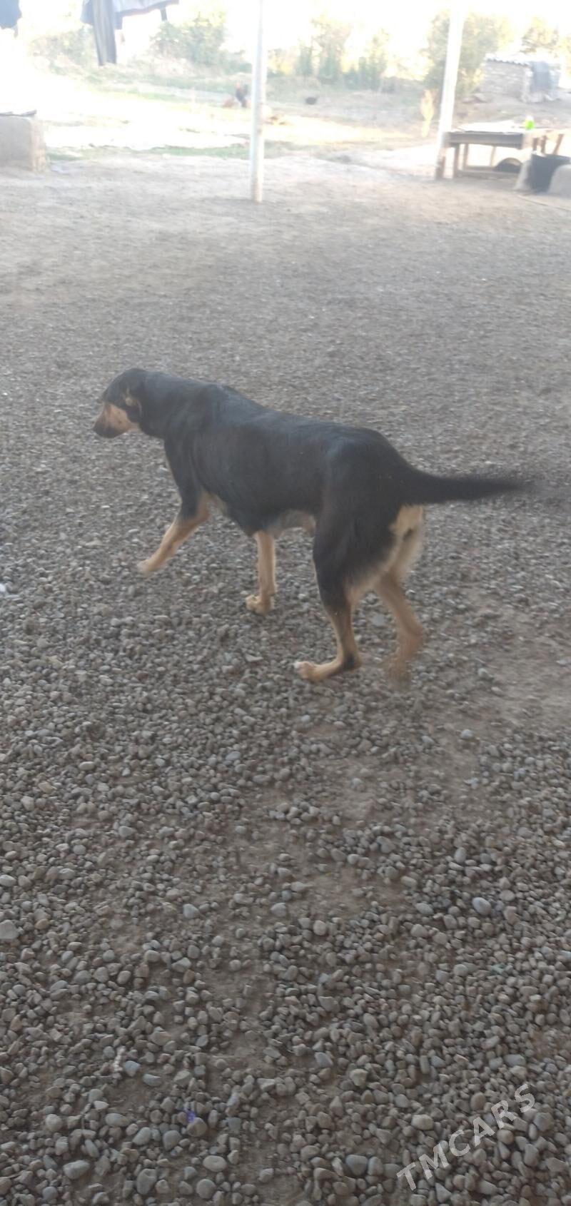 awcaka - Sakarçäge - img 3