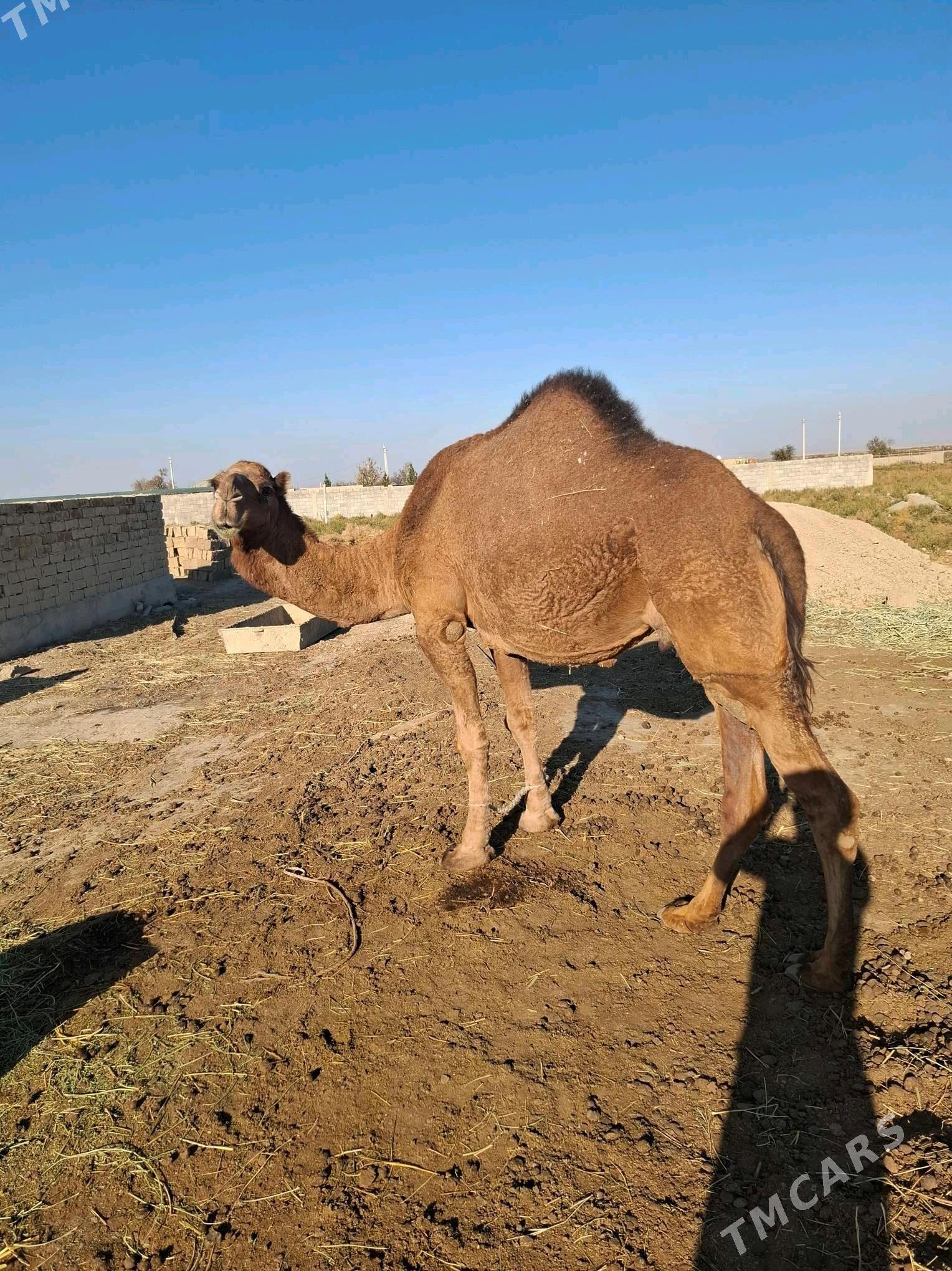 Köşekli dûýe - Bäherden - img 3