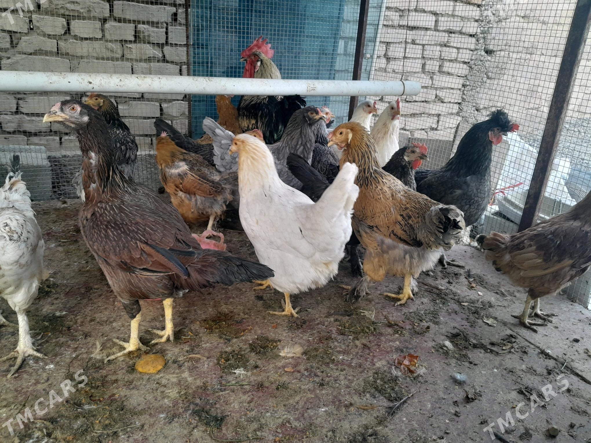 Towuk Horaz - Änew - img 2