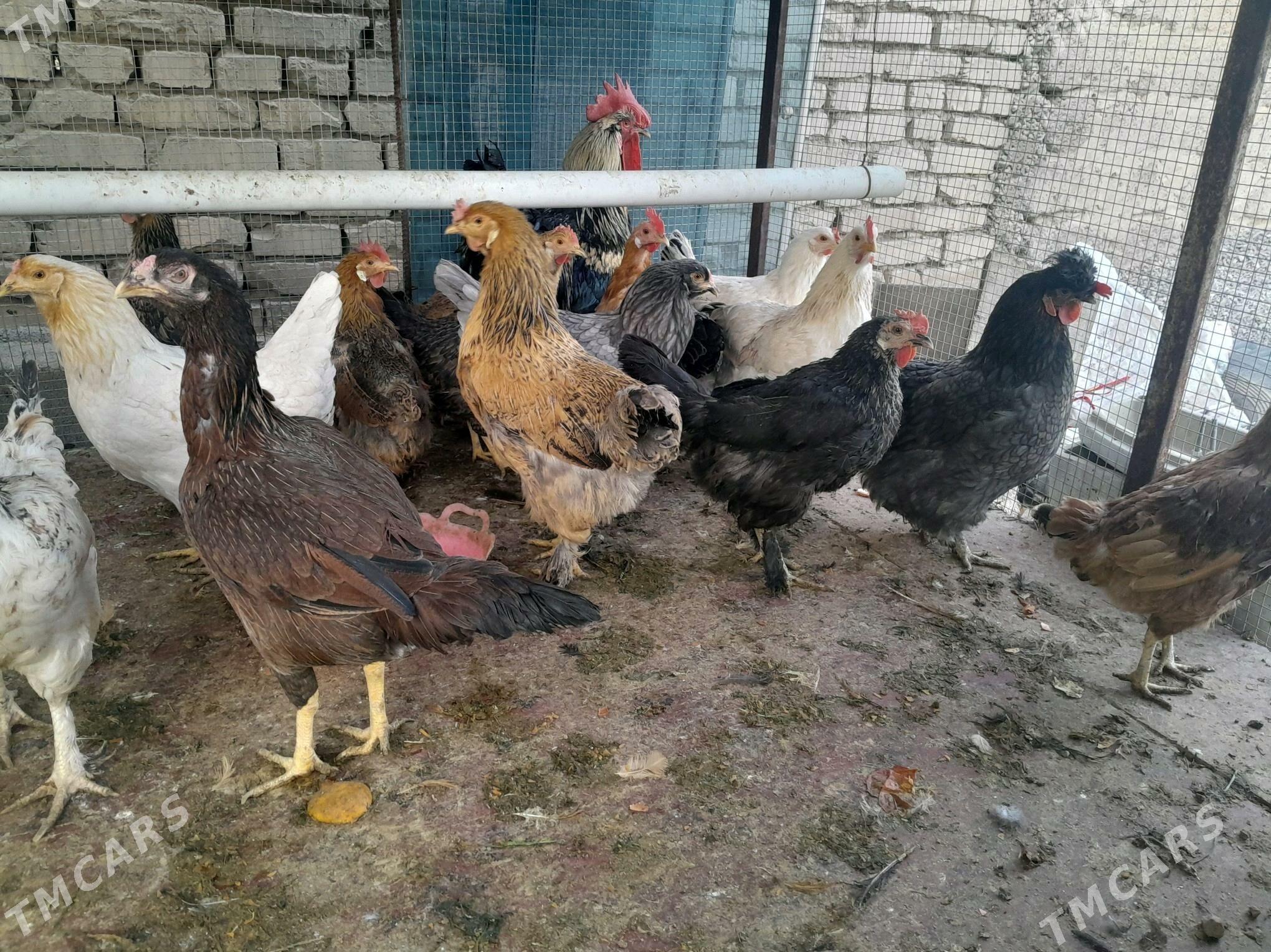 Towuk Horaz - Änew - img 3