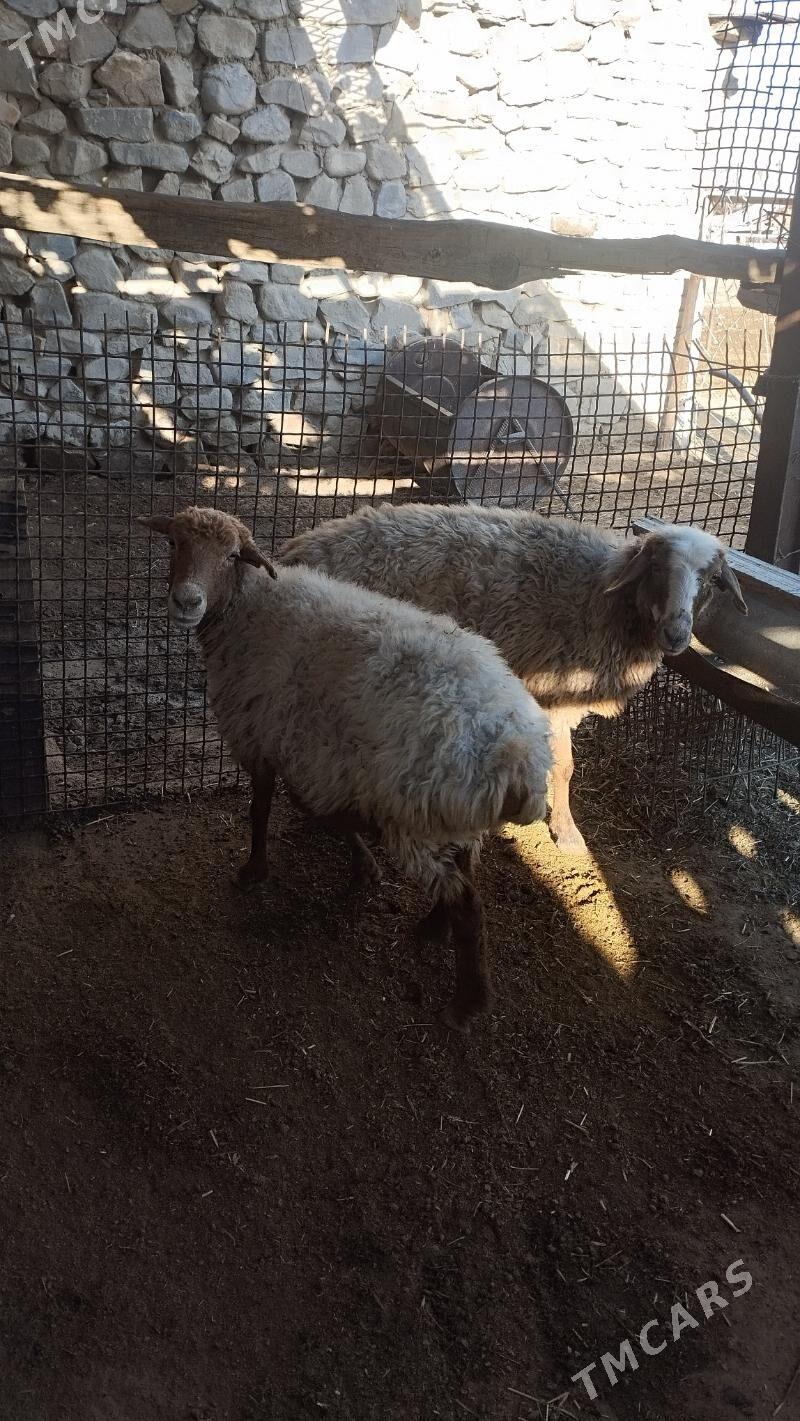 Goyun - Bäherden - img 1