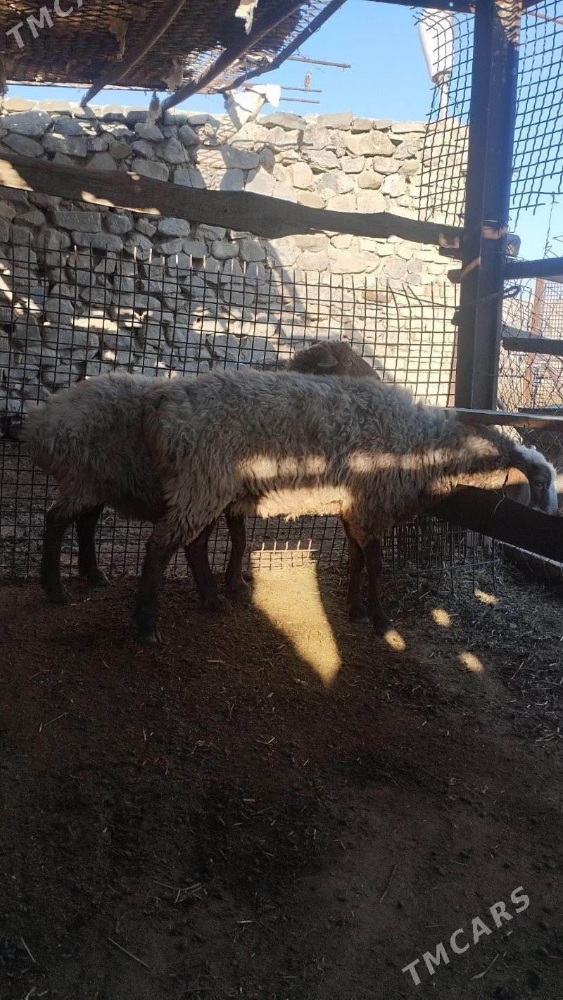 Goyun - Bäherden - img 2