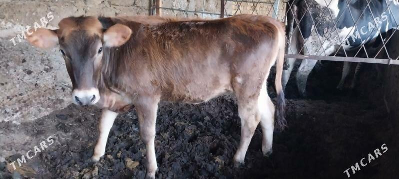 Tüwe - Çoganly - img 3