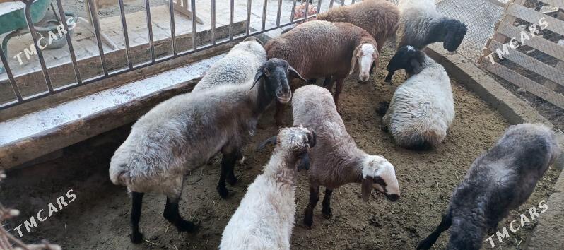 Goyun - Hitrowka - img 2