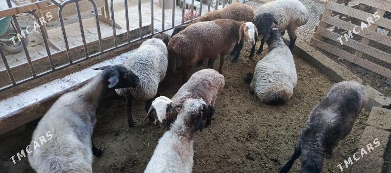 Goyun - Hitrowka - img 3