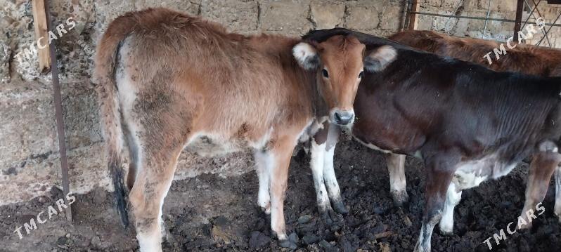 Tüwe - Çoganly - img 2