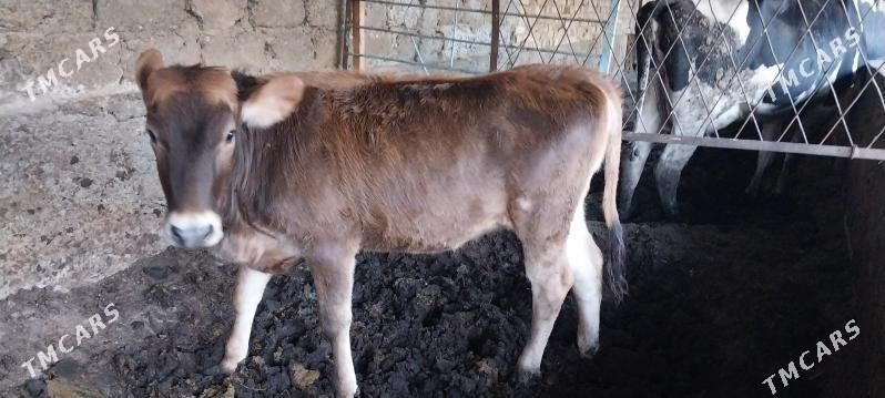 Tüwe - Çoganly - img 4