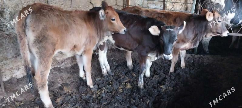 Tüwe - Çoganly - img 5