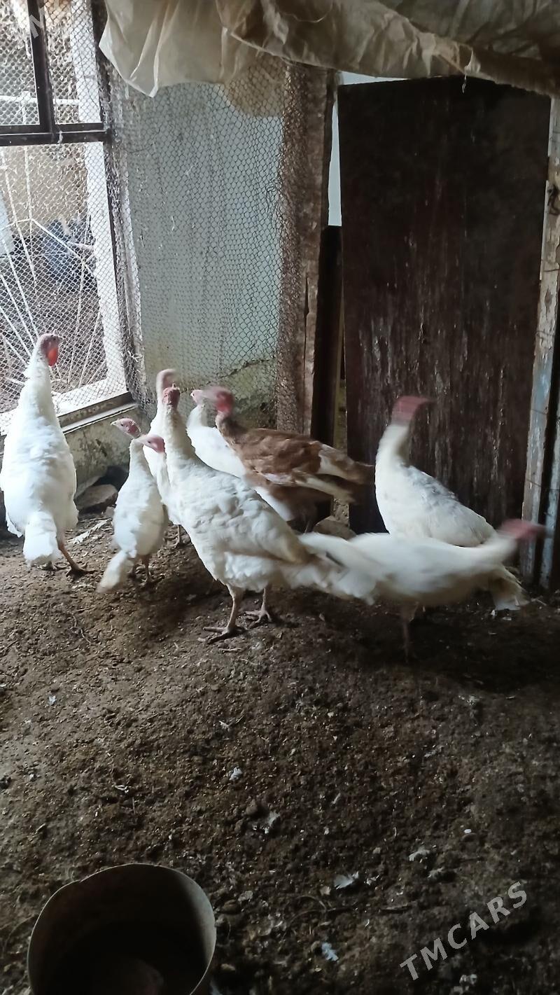 Induk - Türkmenabat - img 1