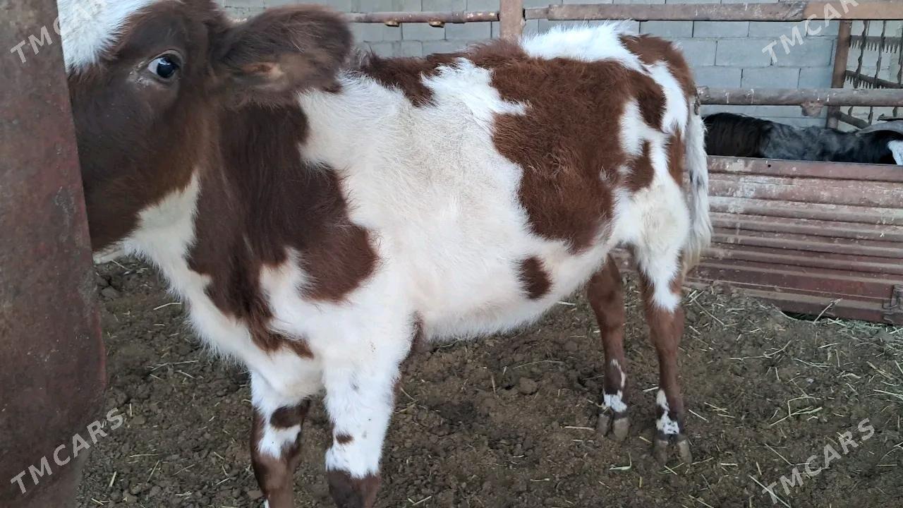 tuwe - Яшлык - img 5