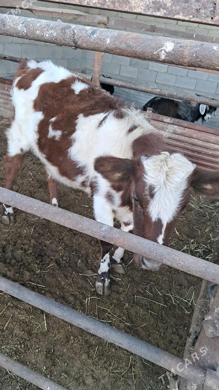 tuwe - Яшлык - img 3