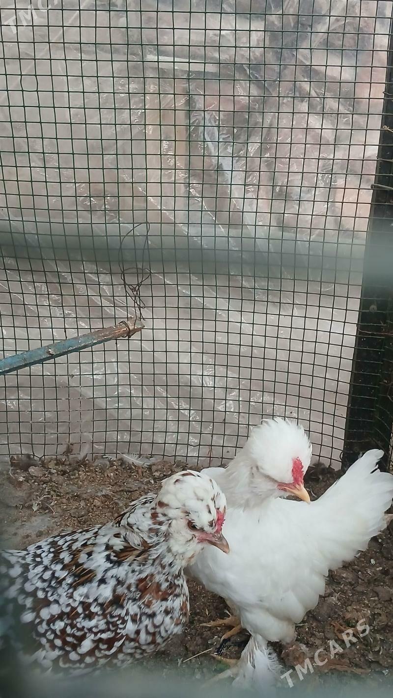 Induk - Türkmenabat - img 3