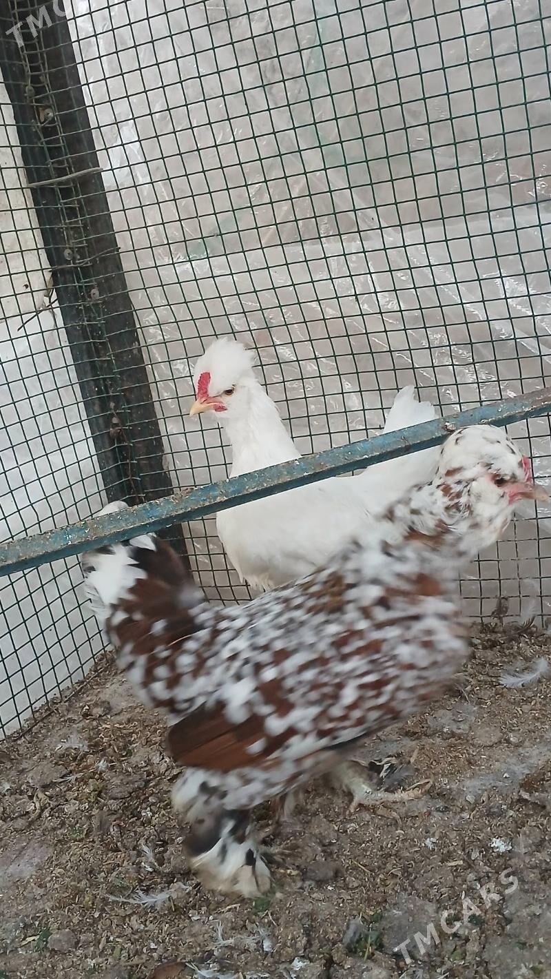 Induk - Türkmenabat - img 2