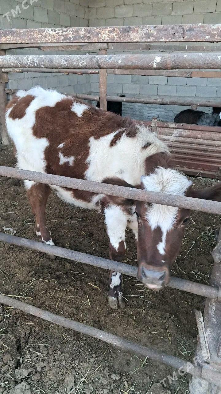 tuwe - Яшлык - img 2