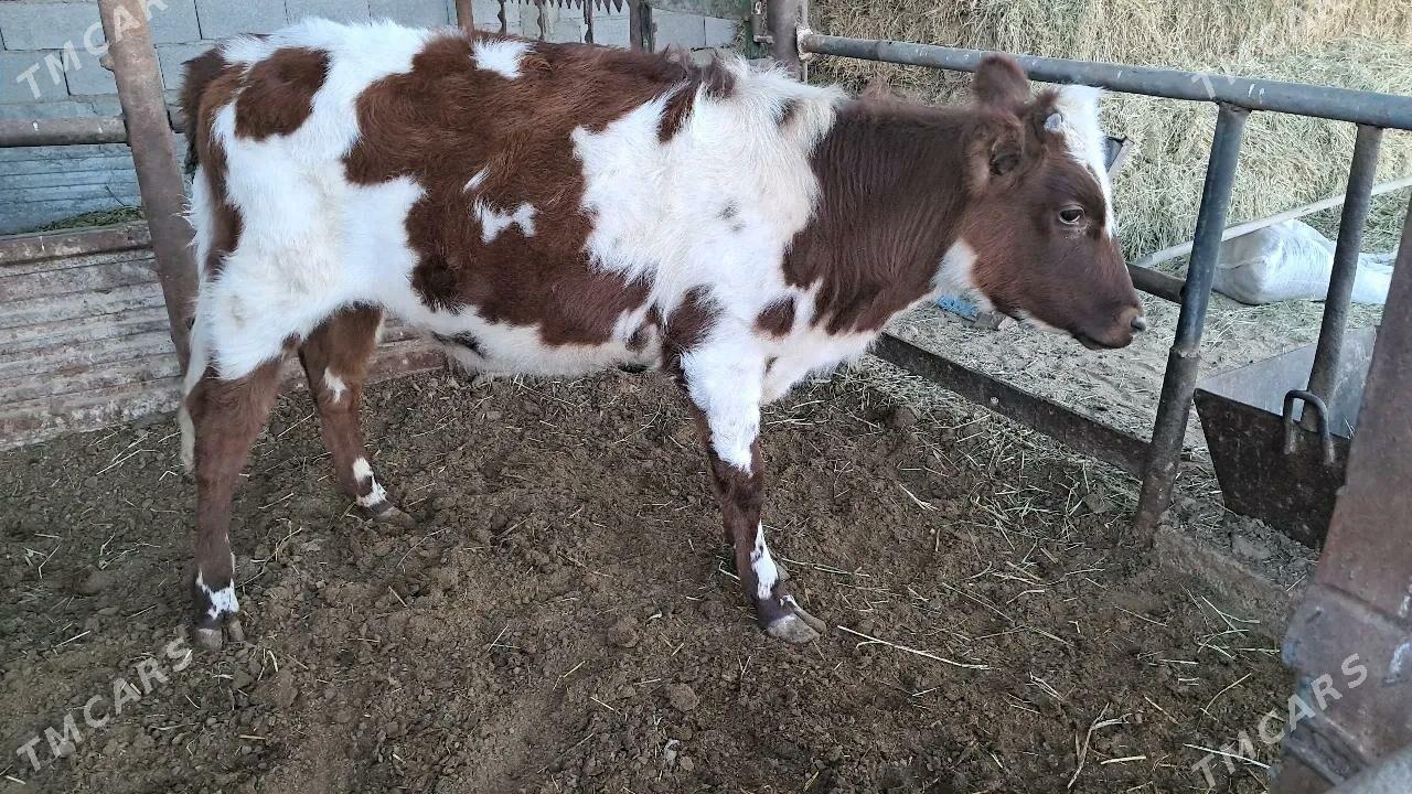 tuwe - Яшлык - img 4