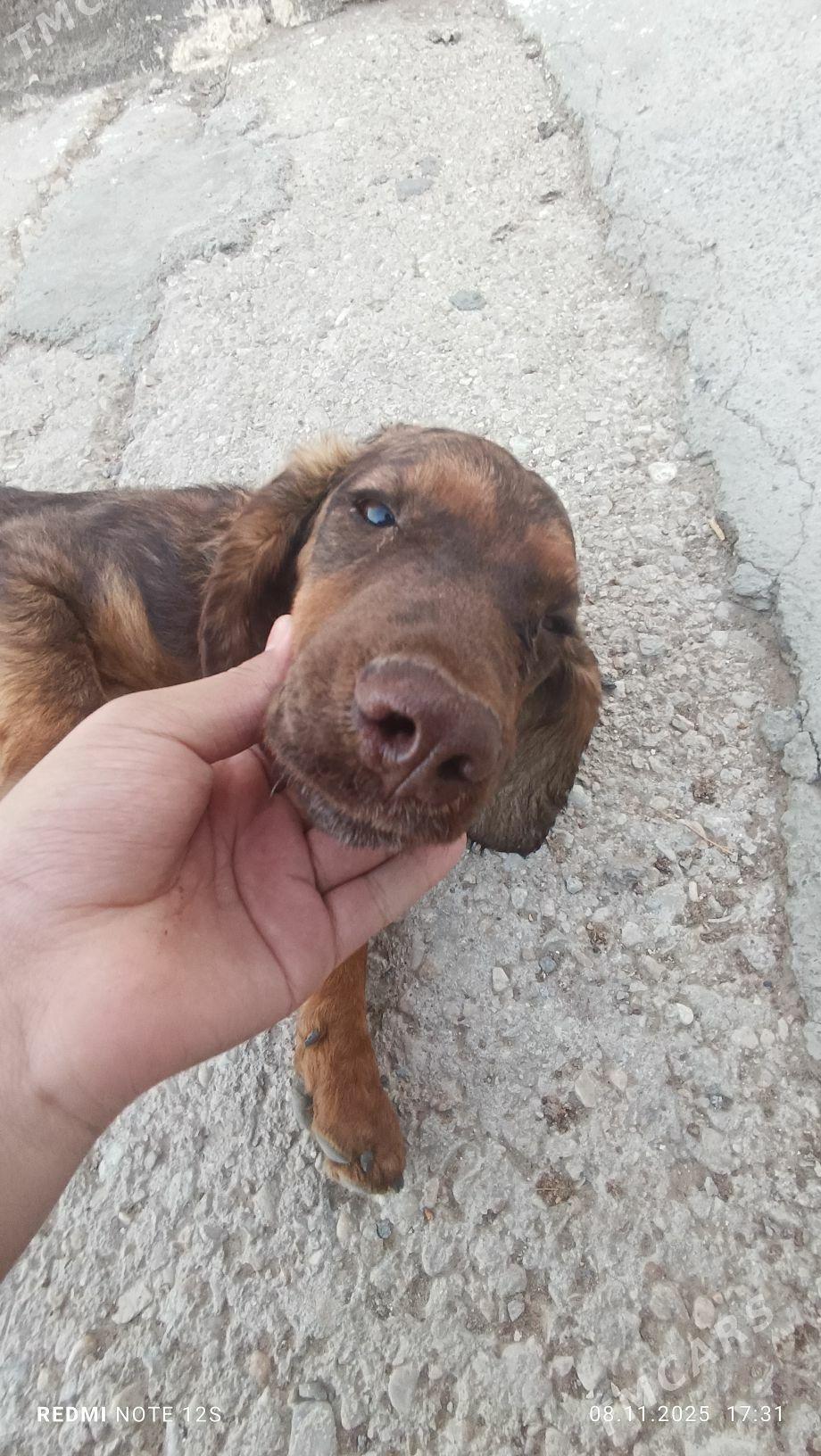 1 yasan caga gujuk - Мары - img 4