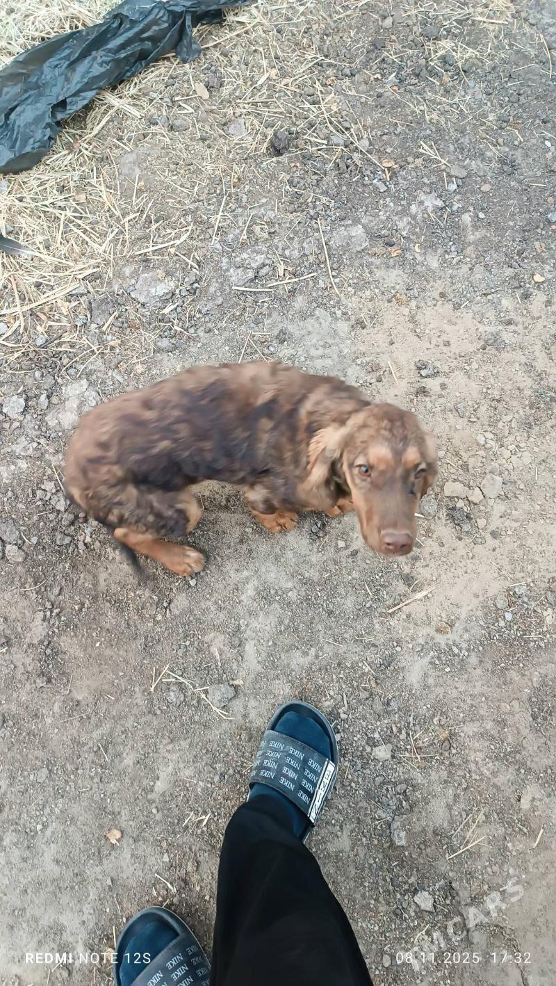 1 yasan caga gujuk - Мары - img 2