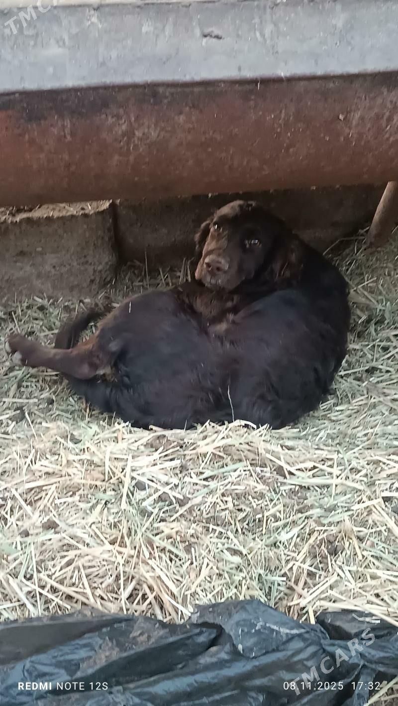 1 yasan caga gujuk - Мары - img 3