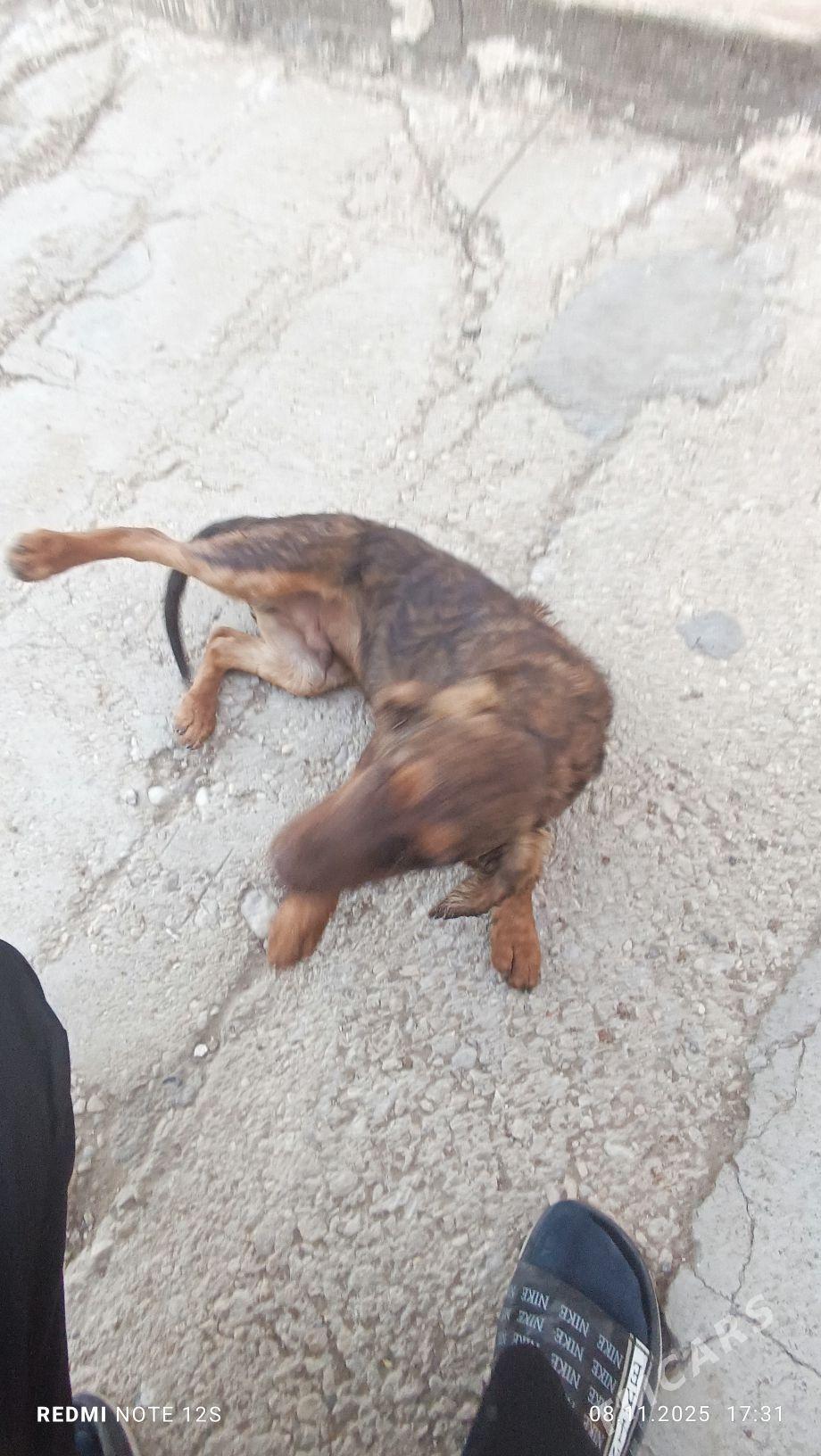 1 yasan caga gujuk - Мары - img 5