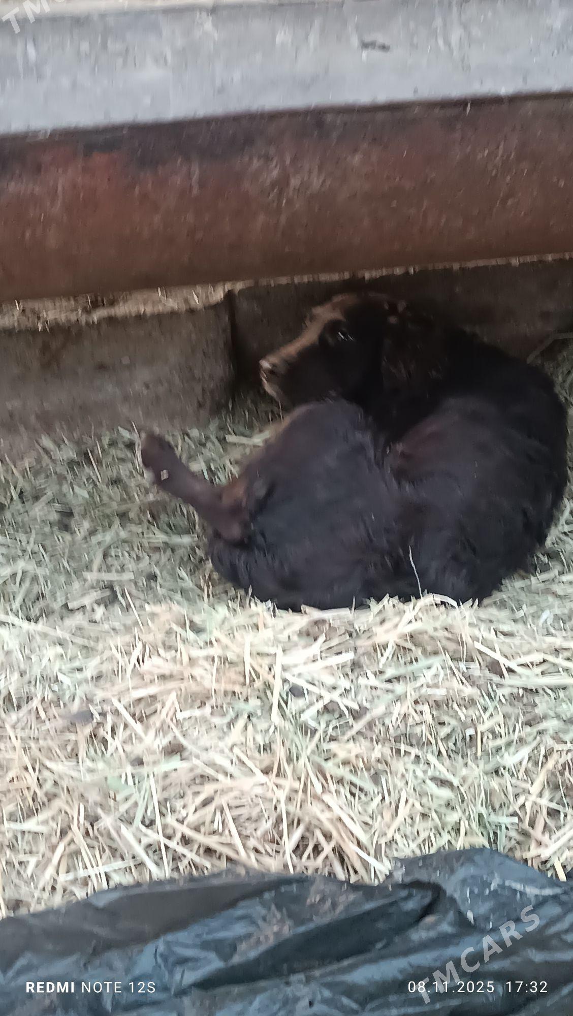 1 yasan caga gujuk - Мары - img 6