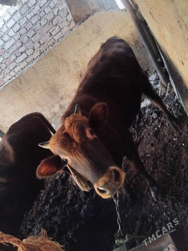 okuz - Берекет - img 3