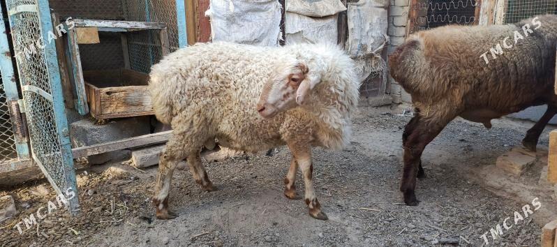 Goyun - Hitrowka - img 3