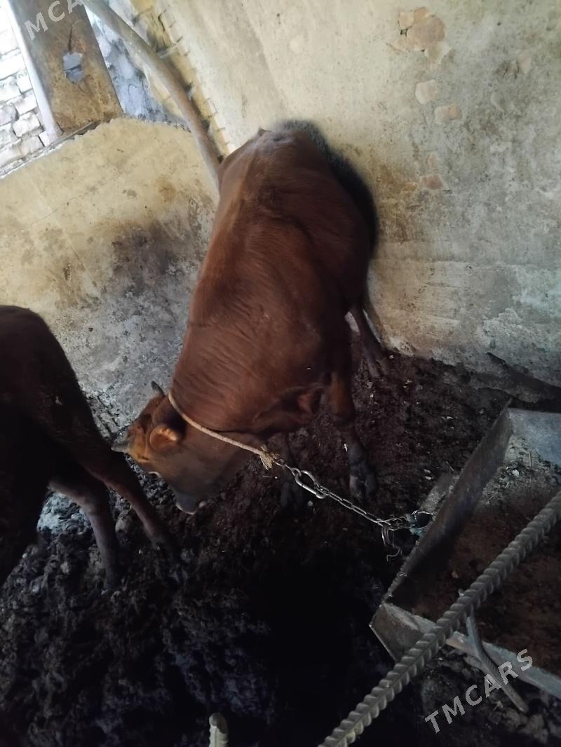 okuz - Берекет - img 5