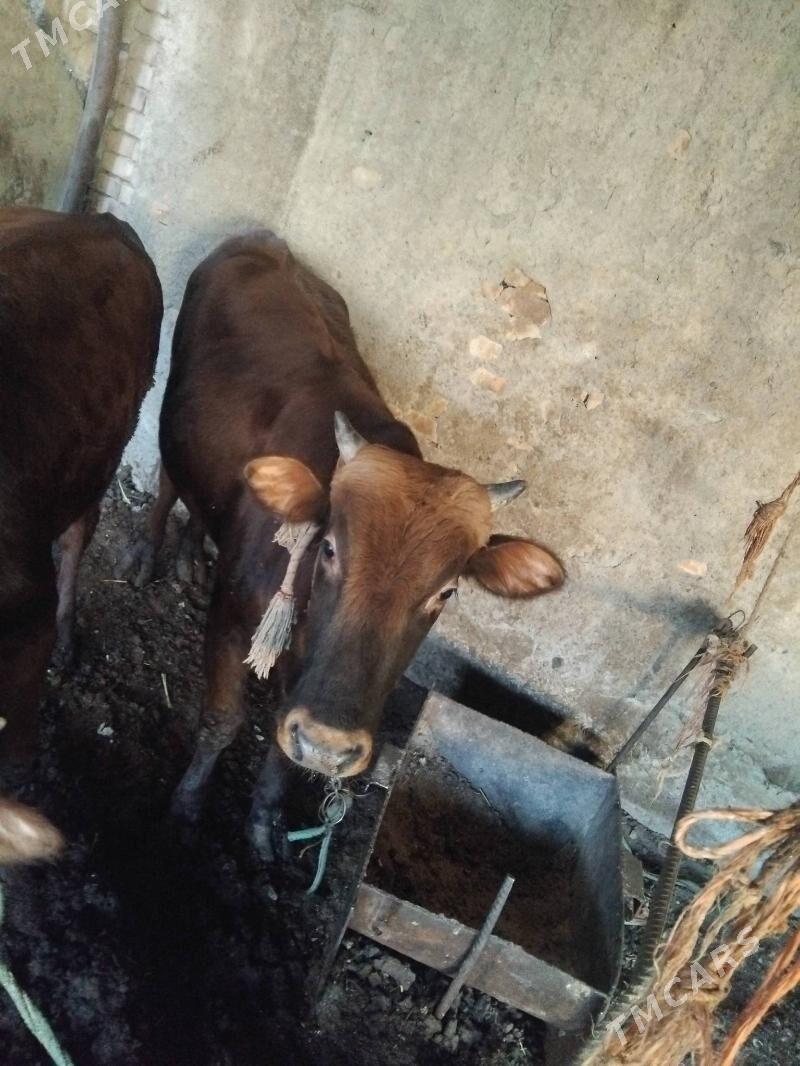 okuz - Берекет - img 4