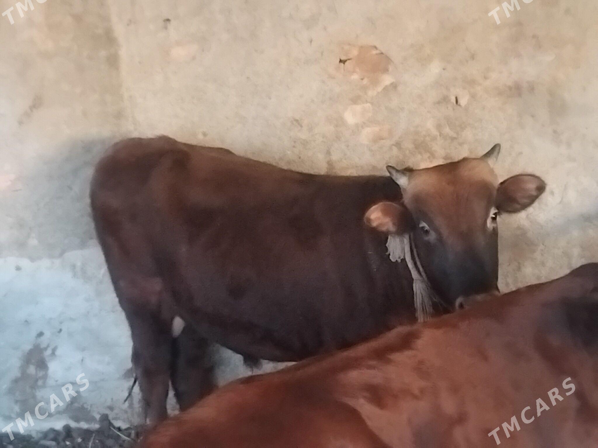 okuz - Берекет - img 1