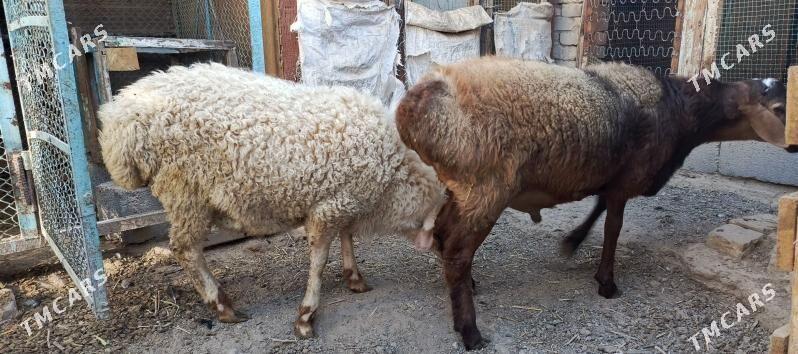 Goyun - Hitrowka - img 4