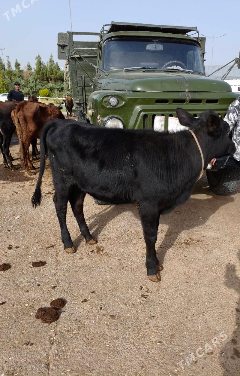 unajyn - Türkmenabat - img 1