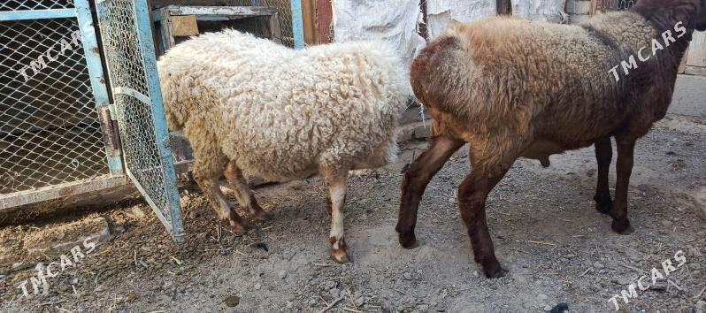 Goyun - Hitrowka - img 1