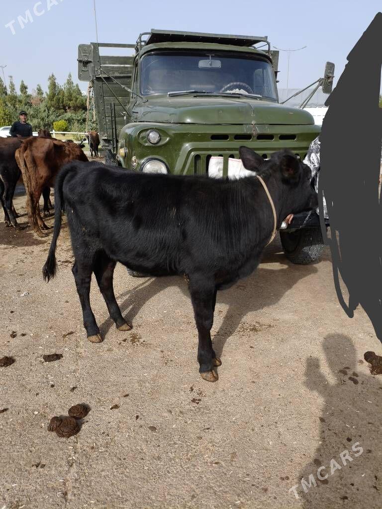 unajyn - Туркменабат - img 2