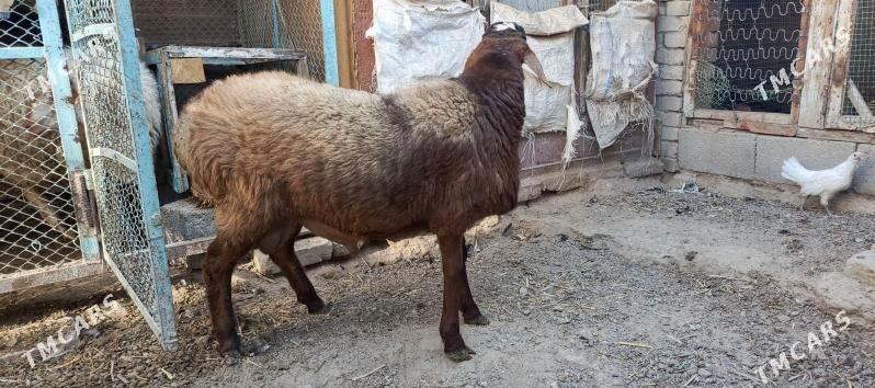 Goyun - Hitrowka - img 2