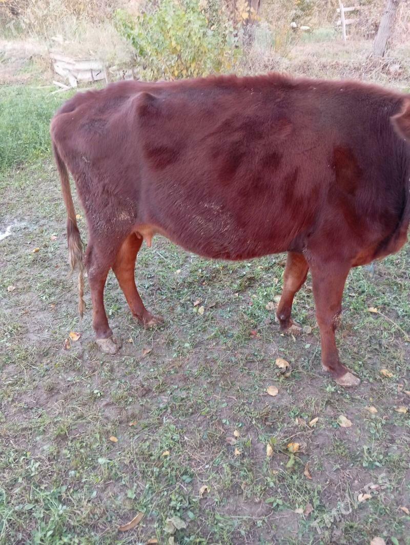 Saglyk sygyr - Çärjew - img 2