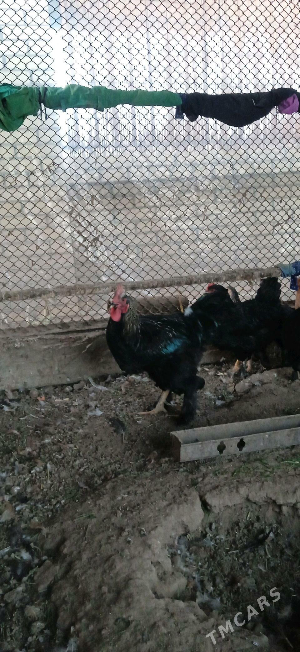 horaz - Murgap - img 2