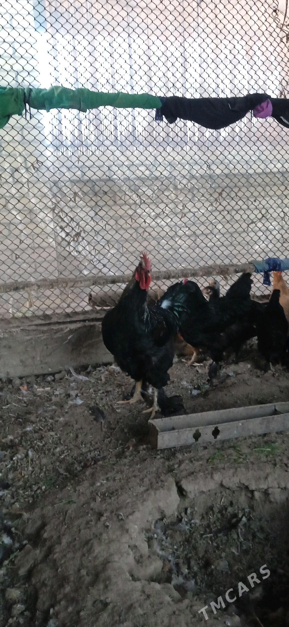 horaz - Murgap - img 1