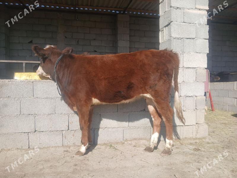 TUWE - Ашхабад - img 1