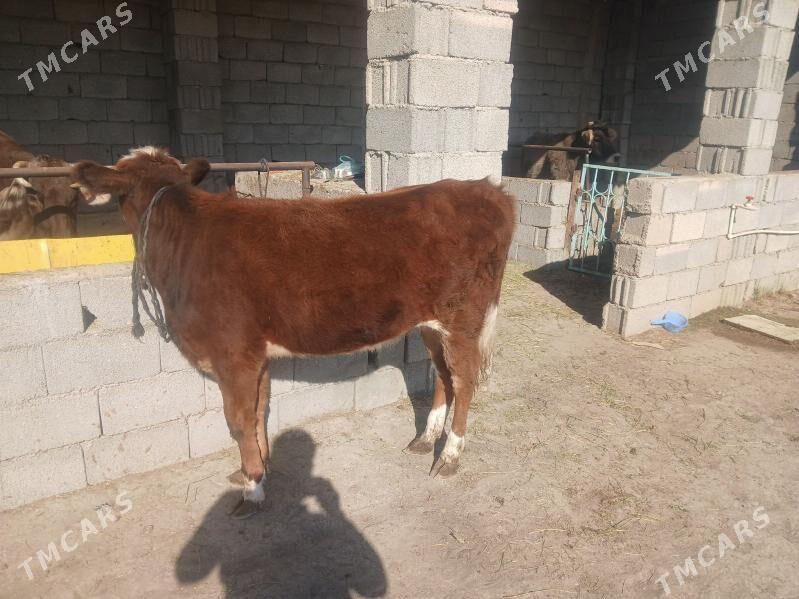 TUWE - Ашхабад - img 4