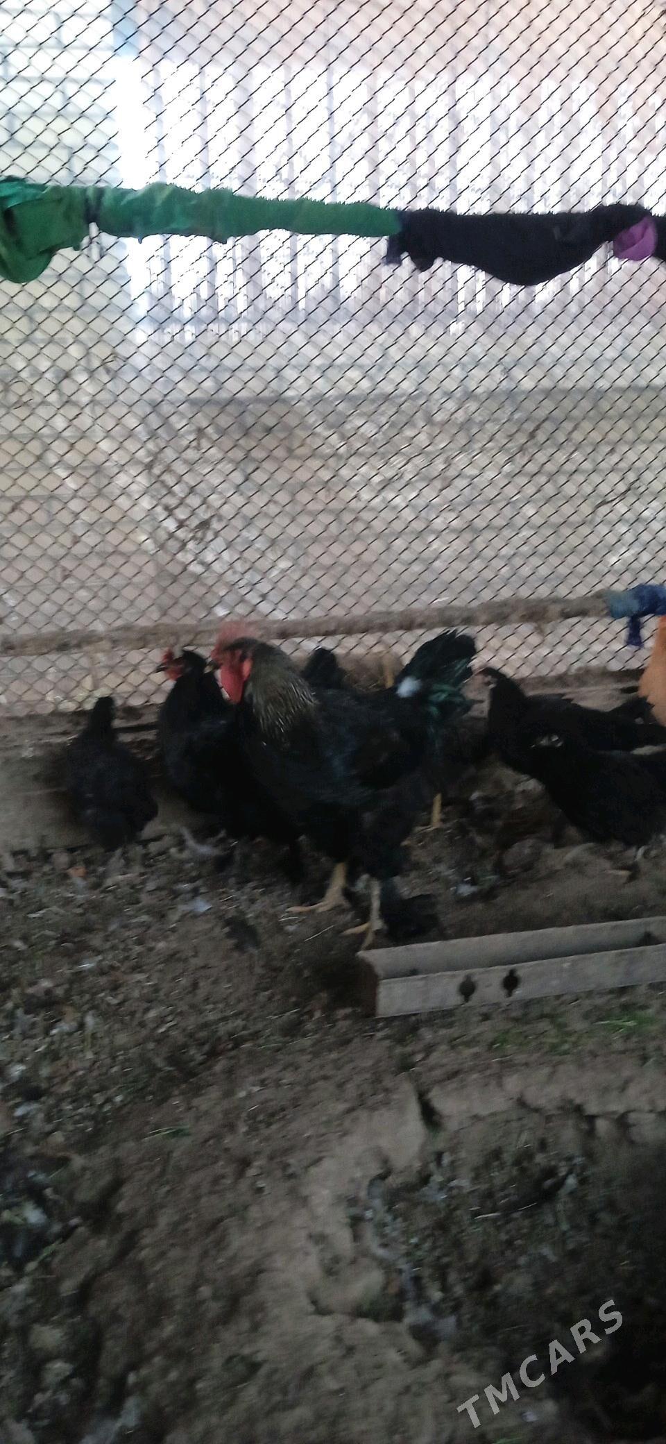 horaz - Murgap - img 4