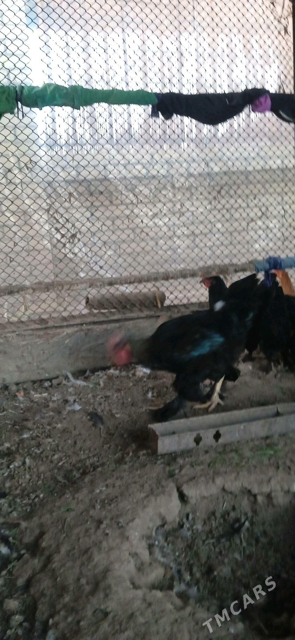 horaz - Murgap - img 3