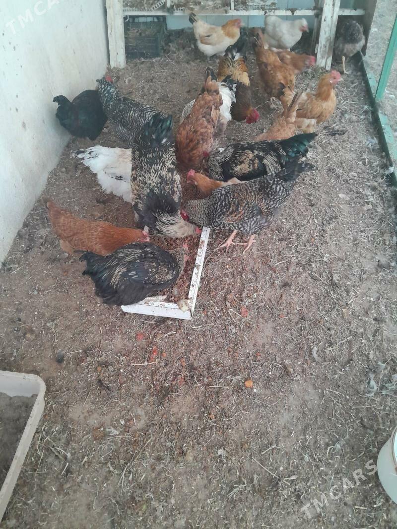 Horaz - Täze zaman - img 3