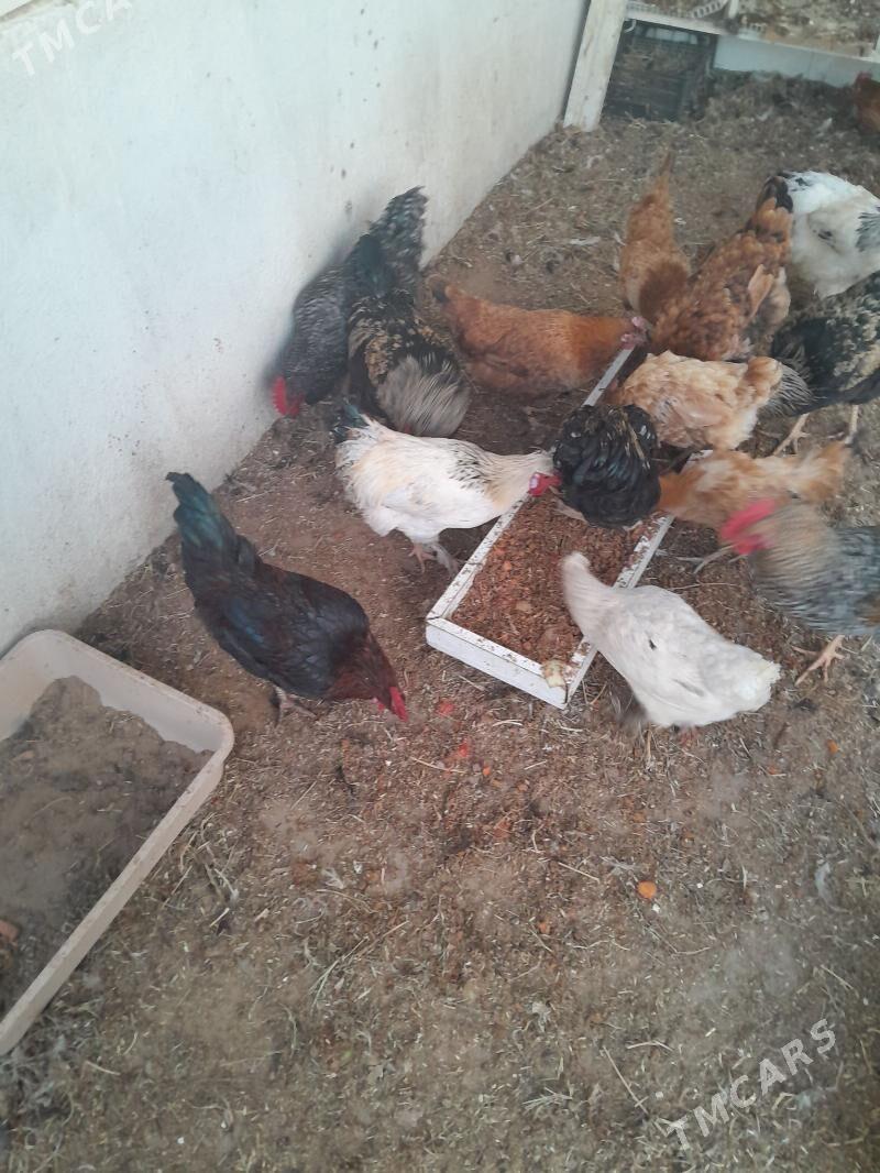 Horaz - Täze zaman - img 4