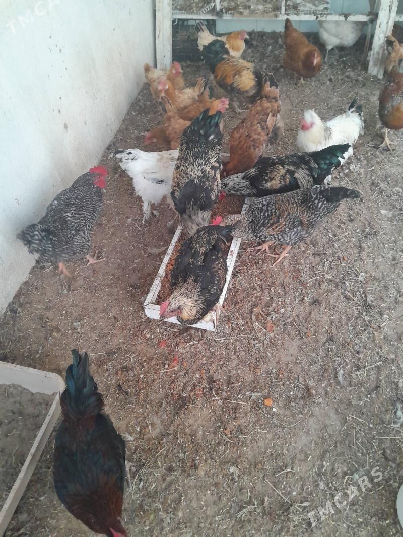 Horaz - Täze zaman - img 2