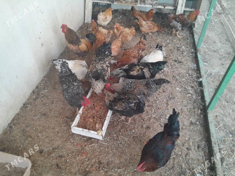 Horaz - Täze zaman - img 1