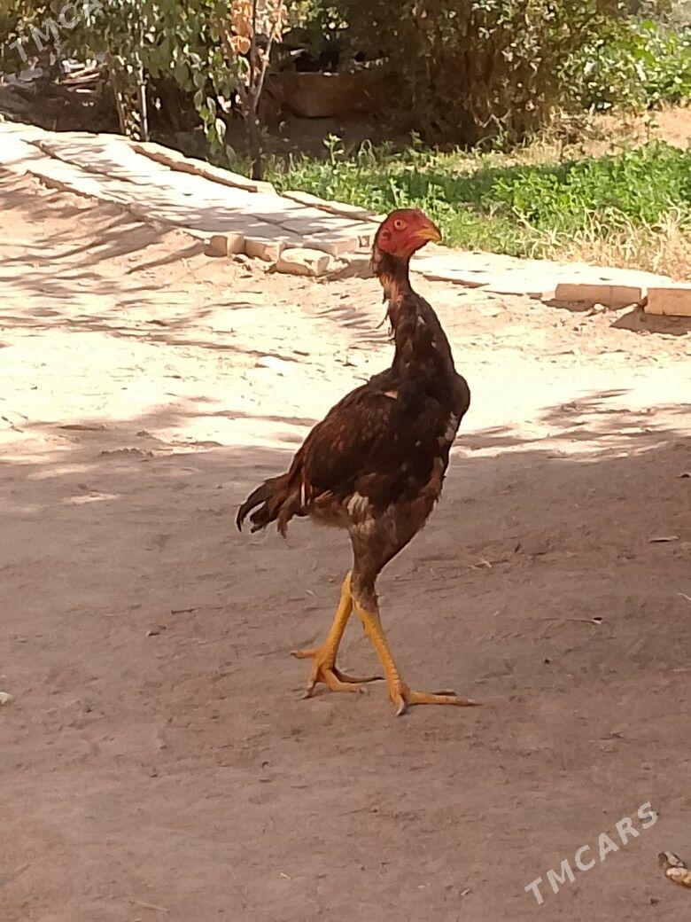 satılık bayes horaz - Wekilbazar - img 3