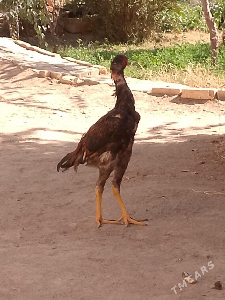 satılık bayes horaz - Wekilbazar - img 2