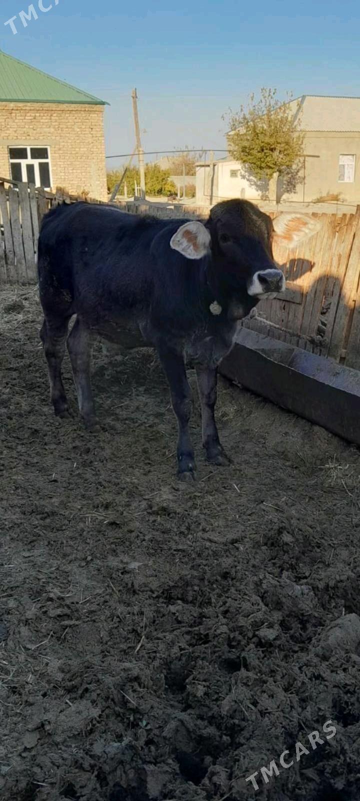 kubin tuwe - Бахарден - img 2