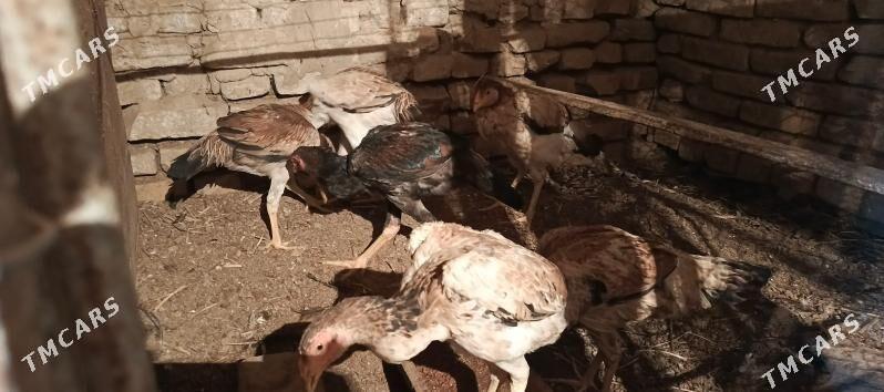 Tashgent - Хитровка - img 3