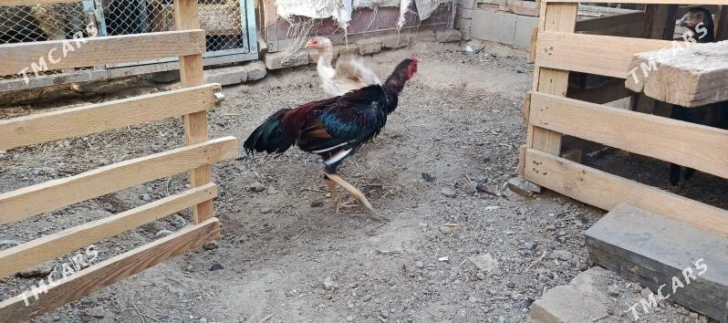 Tashgent - Хитровка - img 7